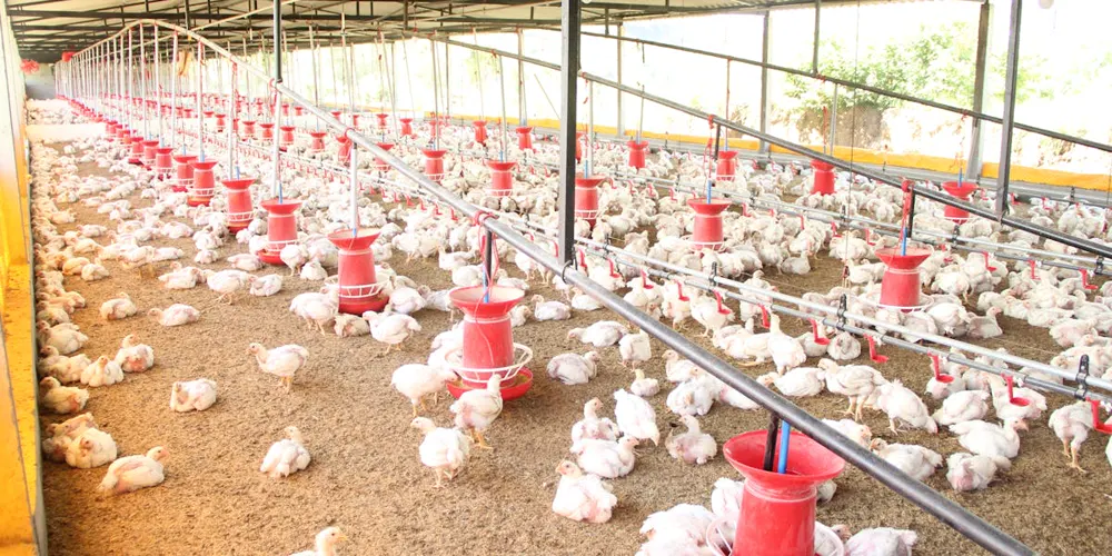 Guyanese agro-processing operation preparing product for export